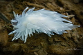   Alabaster Nudibranch  